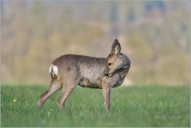 <p>SRNEC OBECNÝ (Capreolus capreolus) Šluknovsko - Jiříkov --- /European roe deer - Reh/</p>